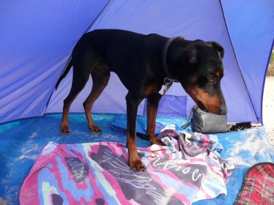 Hundeschule DogMan-Relation / Agility 